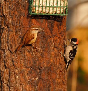 Stand Off