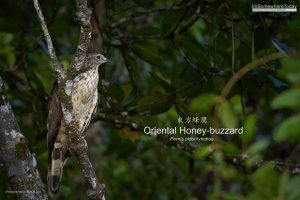 Oriental Honey-buzzard, Borneo