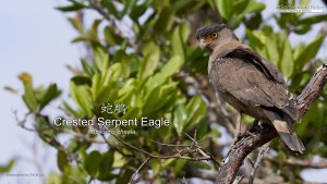 Crested Serpent-Eagle, Borneo