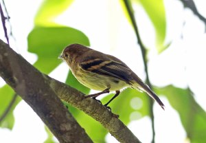 Bran-colored Flycatcher