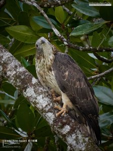 Oriental Honey-buzzard, Borneo