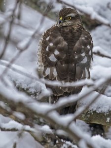 Sparrowhawk in the snow