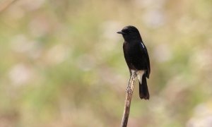 Pied Bushchat