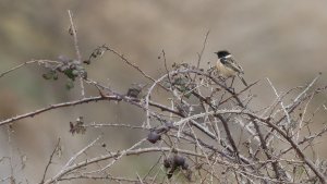 stonechat