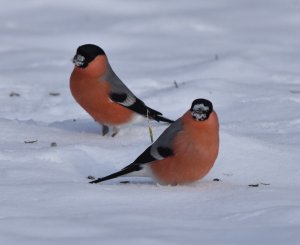 Bullfinch2.jpg