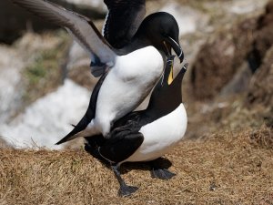 Mating razorbills II