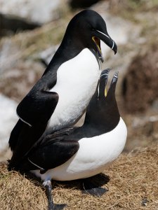 Mating razorbills III