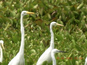 Great, Intermediate and Little Egrets