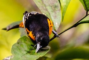 Baltimore Oriole