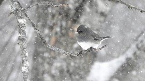 Another Junco In The Snow