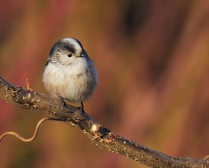 Long tailed Tit.