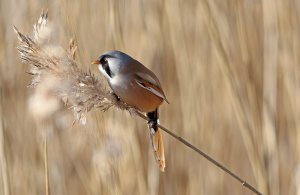 Bearded reedling