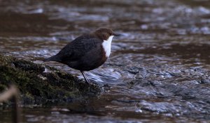 Dipper