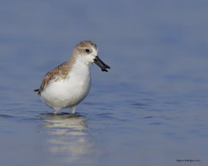 Calidris pygmaea  | Spoon-billed sandpiper