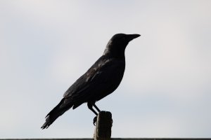 Classic Crow pose