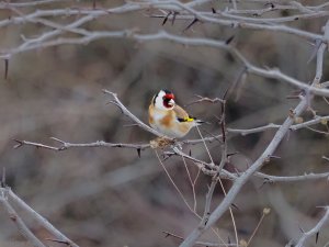 Carduelis carduelis