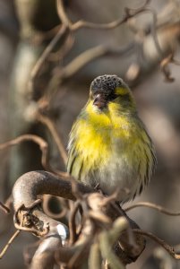 Mr Siskin