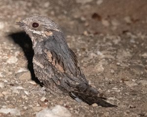 European nightjar on holidays in Africa