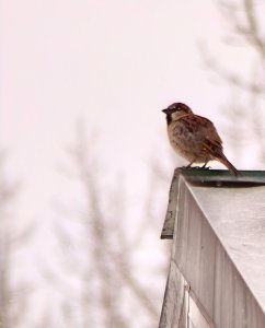 House Sparrow on a house