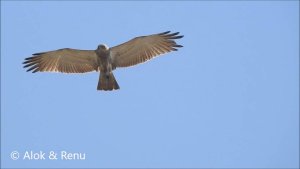 Raptor-162 : Short-toed Snake-eagle : soaring : Amazing Wildlife of India by Renu Tewari and Alok Tewari