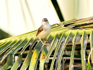 Tawny Flanked Prinia