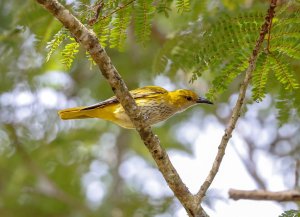 Indian Golden Oriole (juvenile)