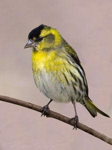 Siskin