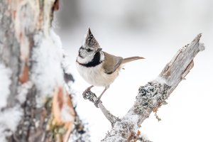 Crested tit