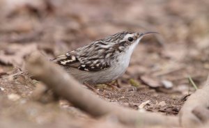 Short-toed treecreeper