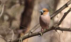 Hawfinch