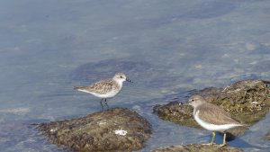 Common Sandpiper & little stint