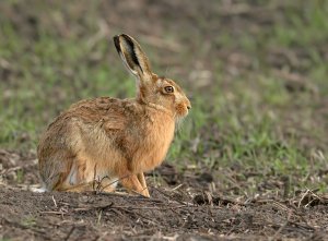 Brown Hare.