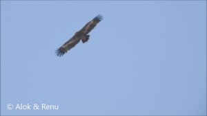 Raptor-164 : Steppe Eagle : soaring : Amazing Wildlife of India by Renu Tewari and Alok Tewari