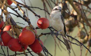 Brown Shrike