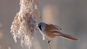 Bearded reedling