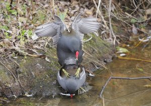 Moorhens making moorhens.jpg