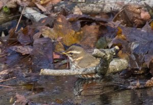 Redwing