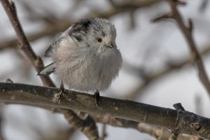 Fluffy Long-tailed Tit