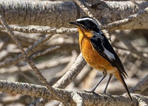 Moussier's Redstart