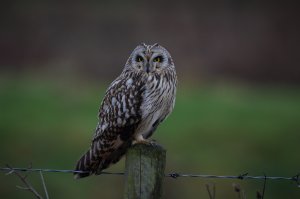 Short Eared Owl.