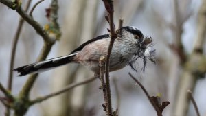 long-tailed nest-builder