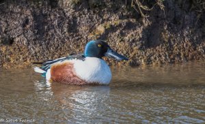 UK - Male Shoveler.jpg