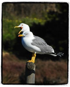 Yellow legged Gull 250.jpg