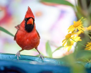 male northern cardinal