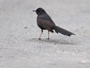 black bush robin