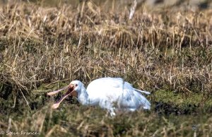 UK - Isle of Wight Spoonbill