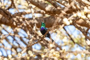 Tsavo Sunbird