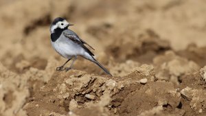 white wagtail