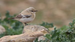 desert wheatear