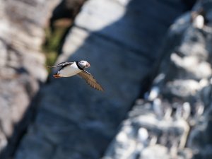 Atlantic puffin in flight